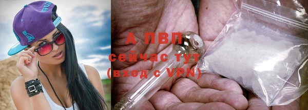 шишки Верея
